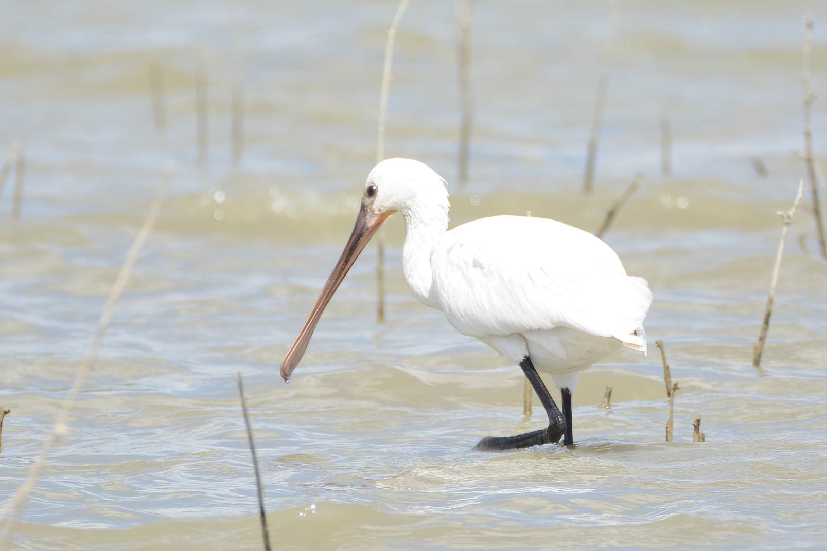 Eurasian Spoonbill — Ana fotoğraf