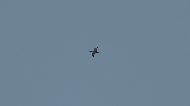 Northern Gannet
