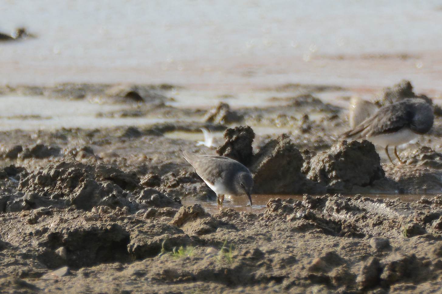 Temminck's Stint