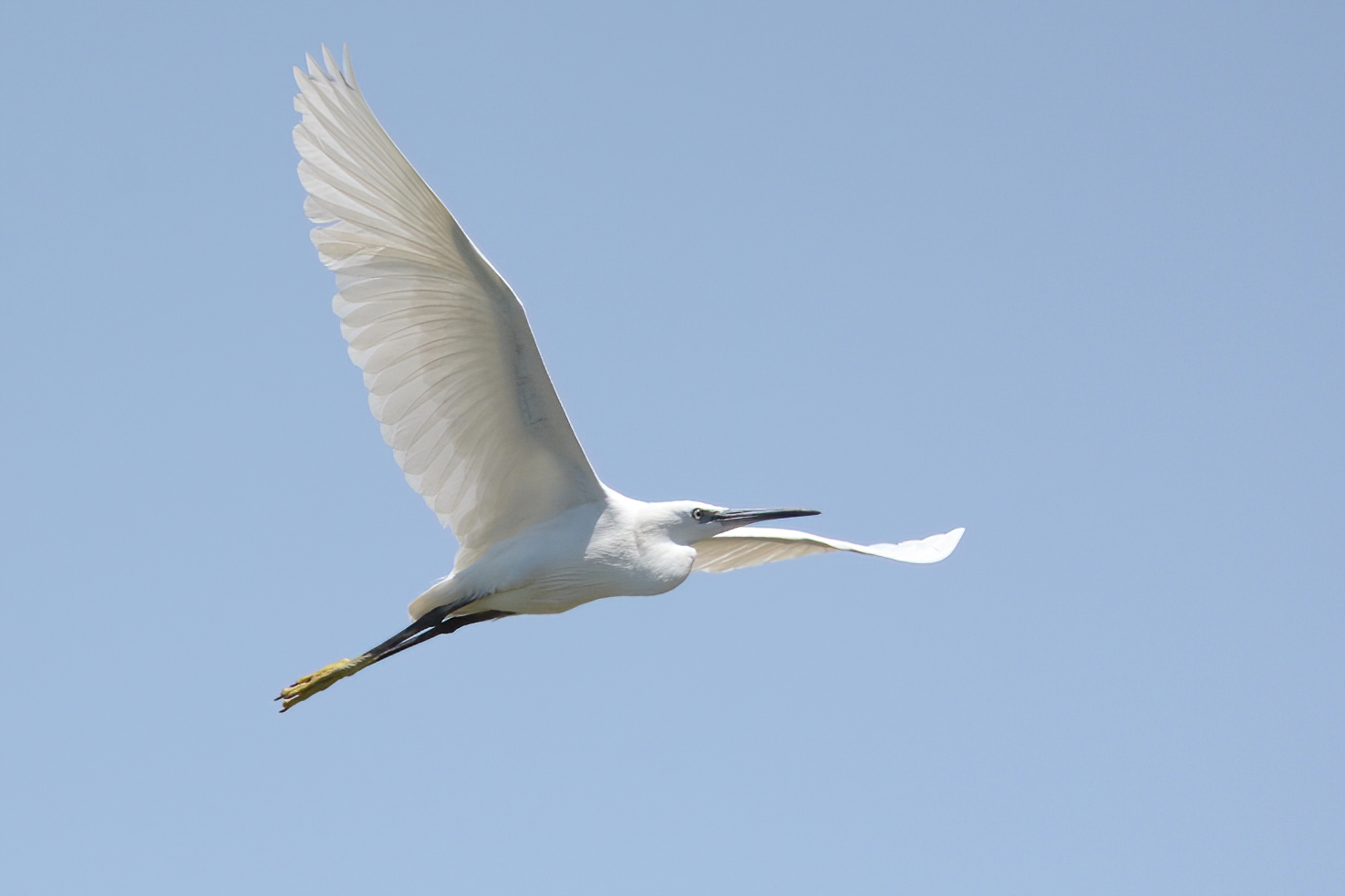 Little Egret