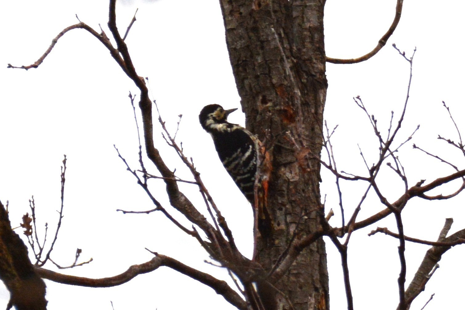 White-backed Woodpecker