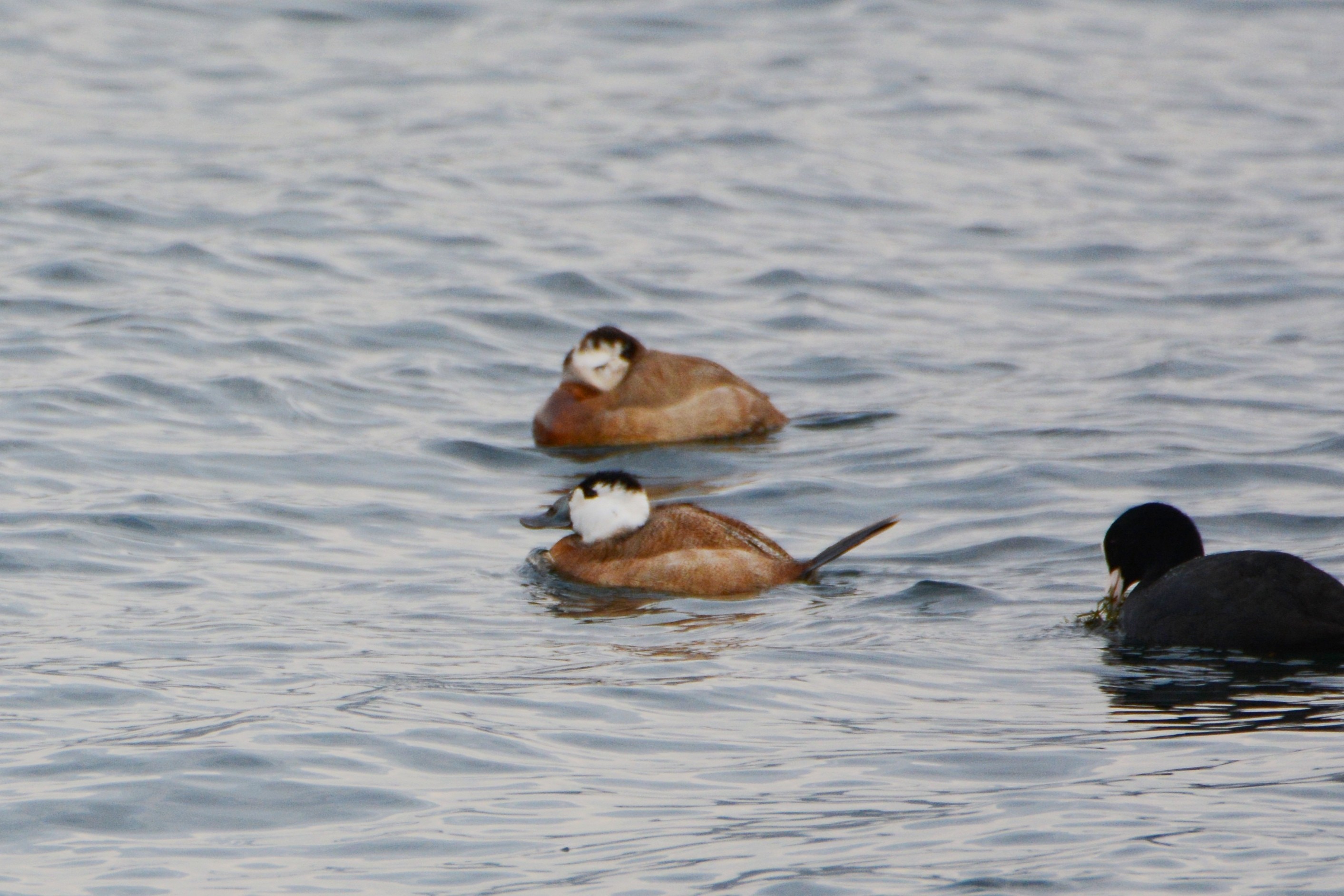 White-headed Duck