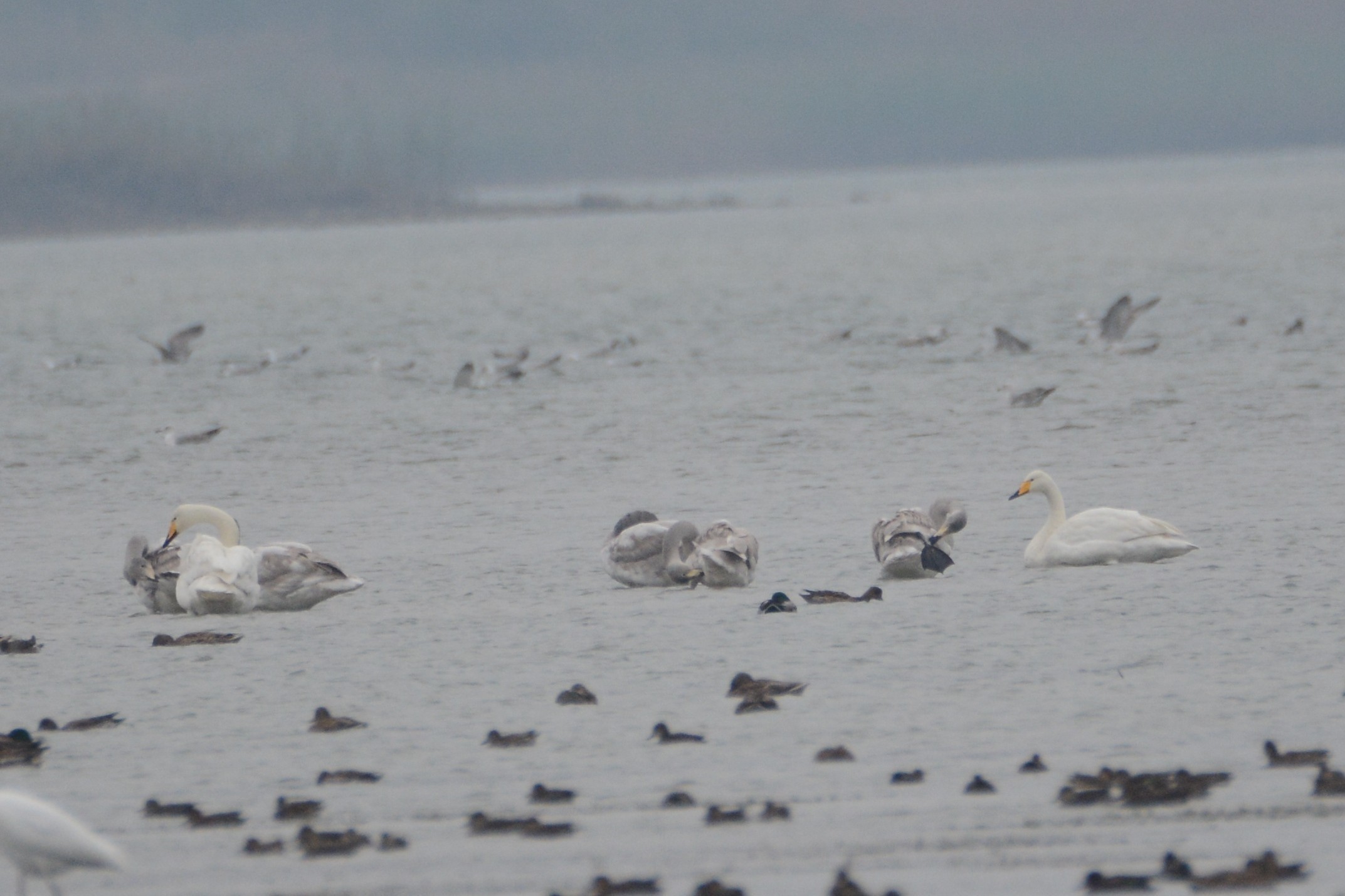 Whooper Swan