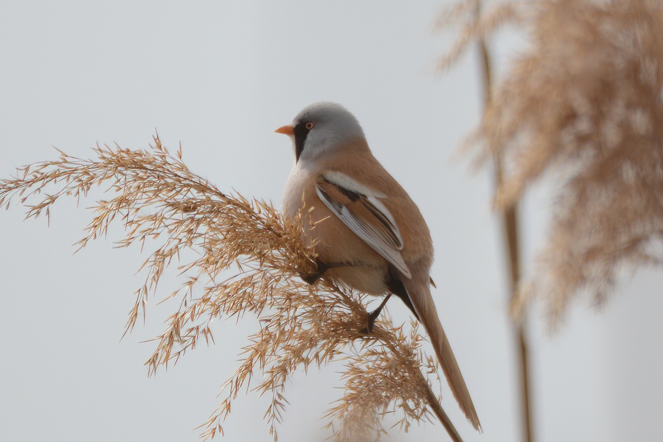 Bearded Reedling