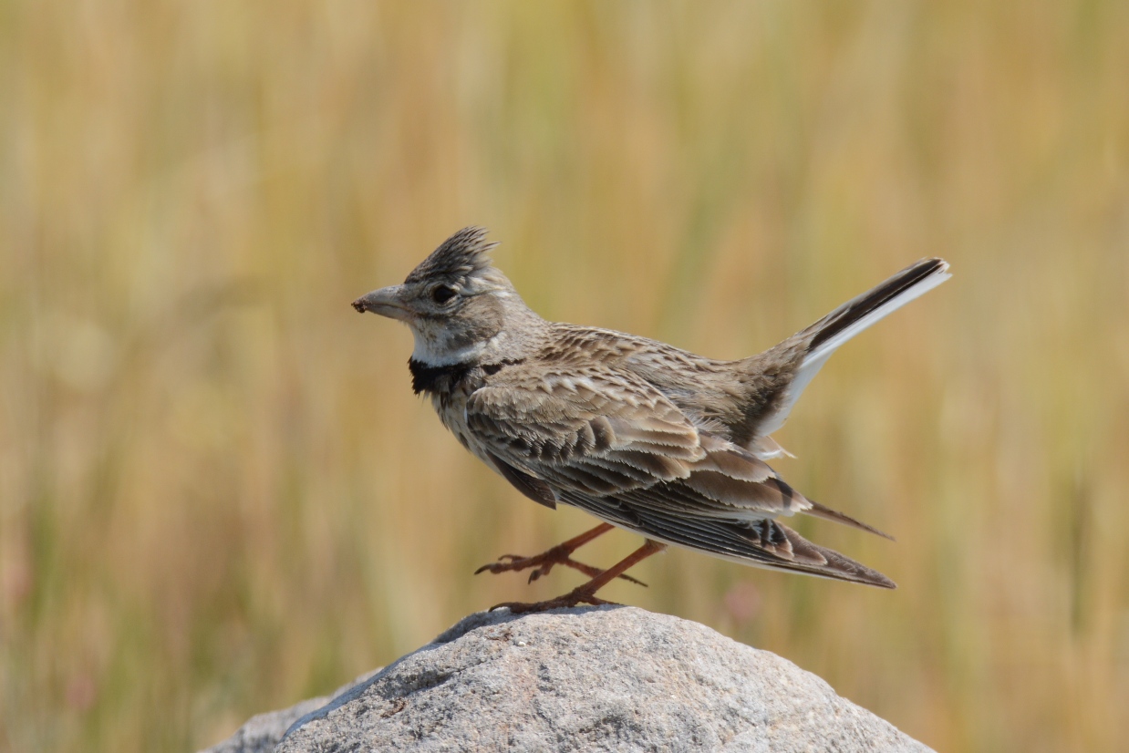 Calandra Lark