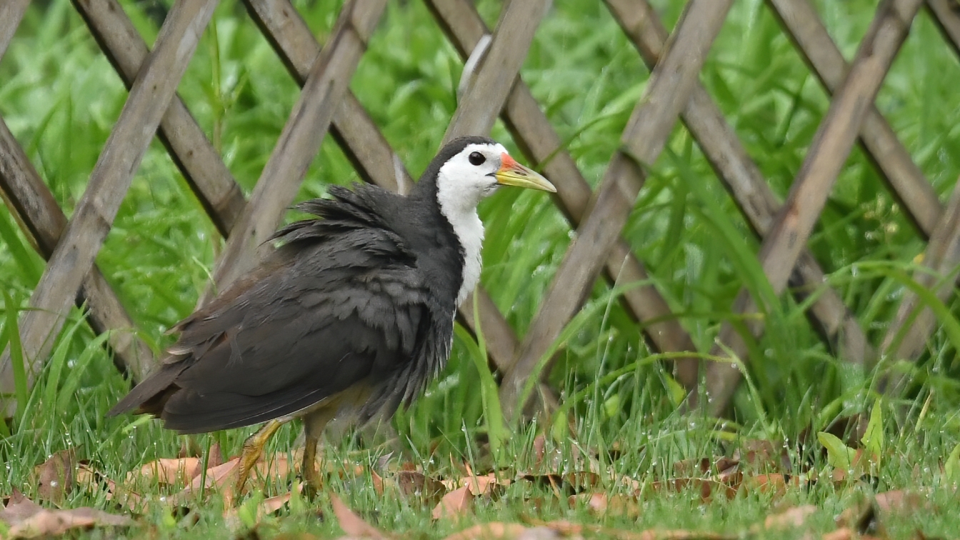 White-breasted Waterhen