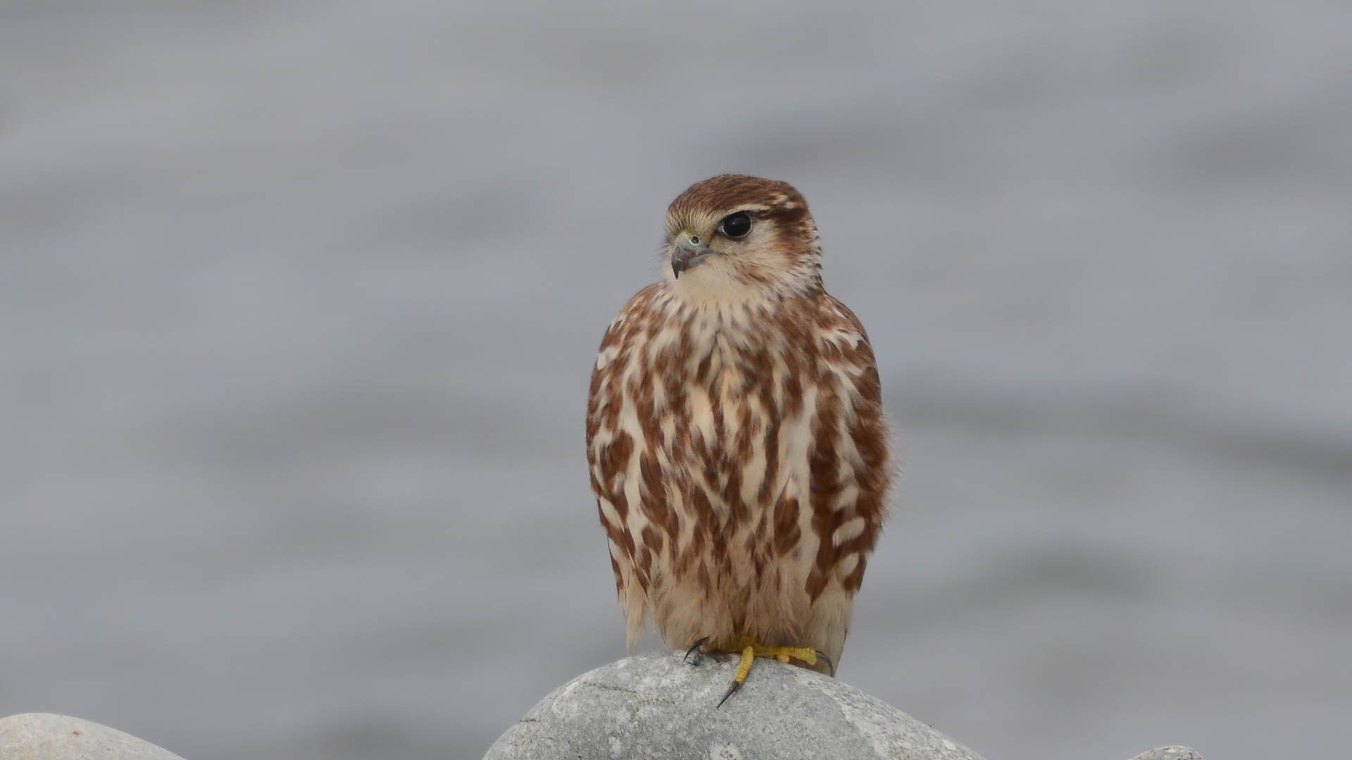 Merlin