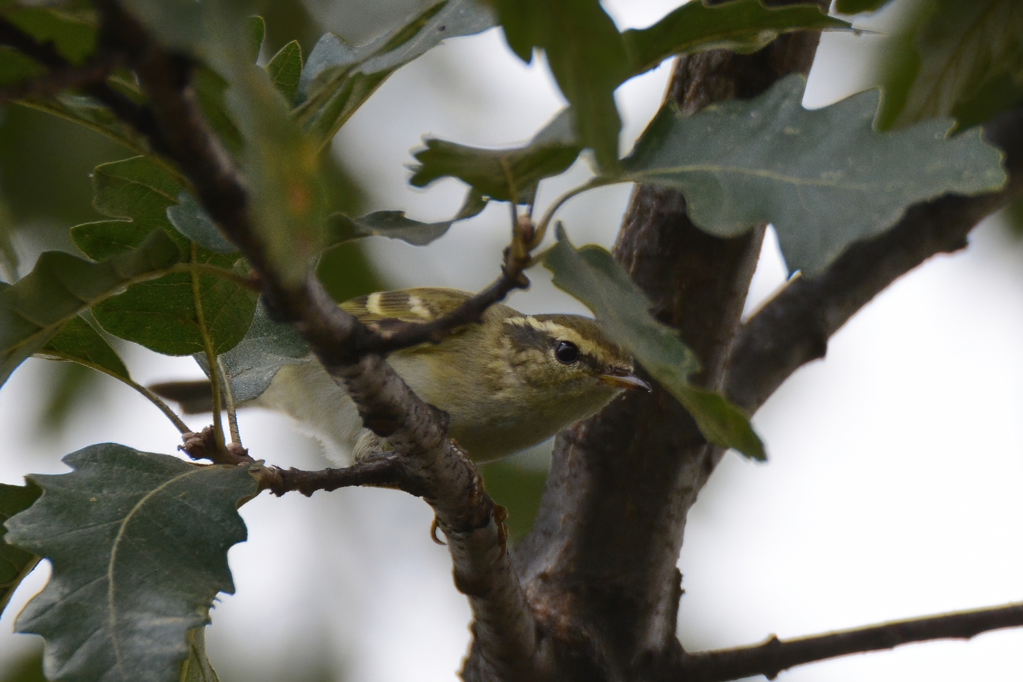 Yellow-browed Warbler