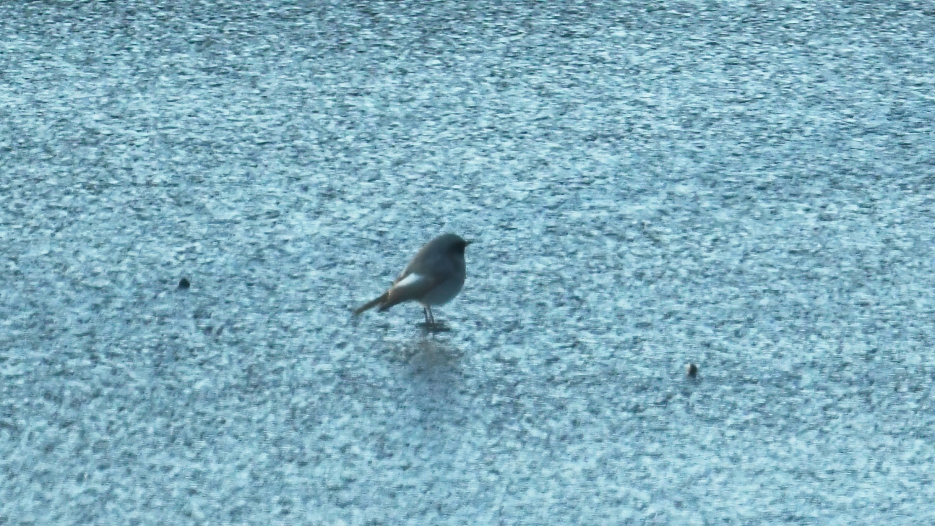 Black Redstart