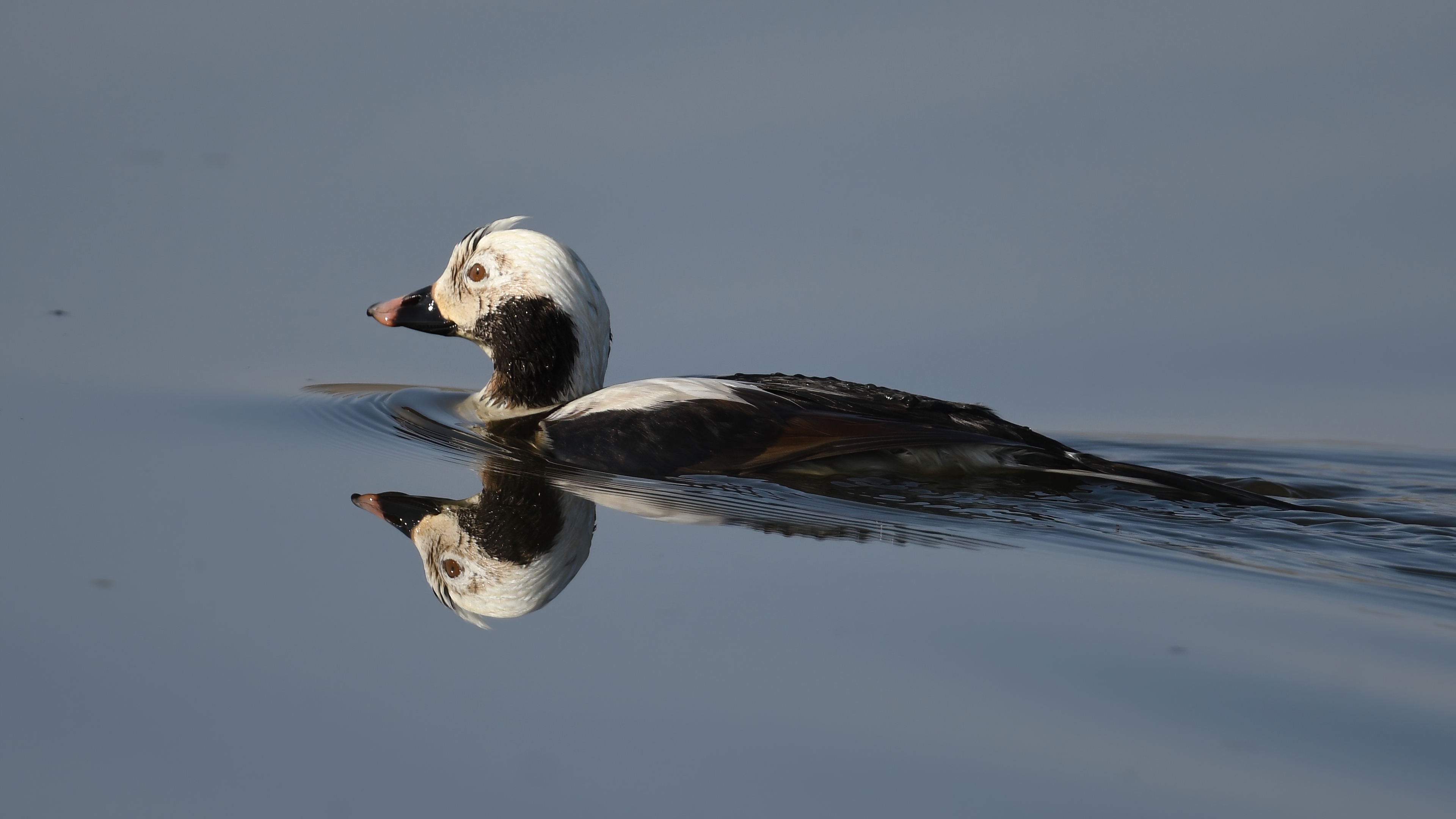 Long-tailed Duck