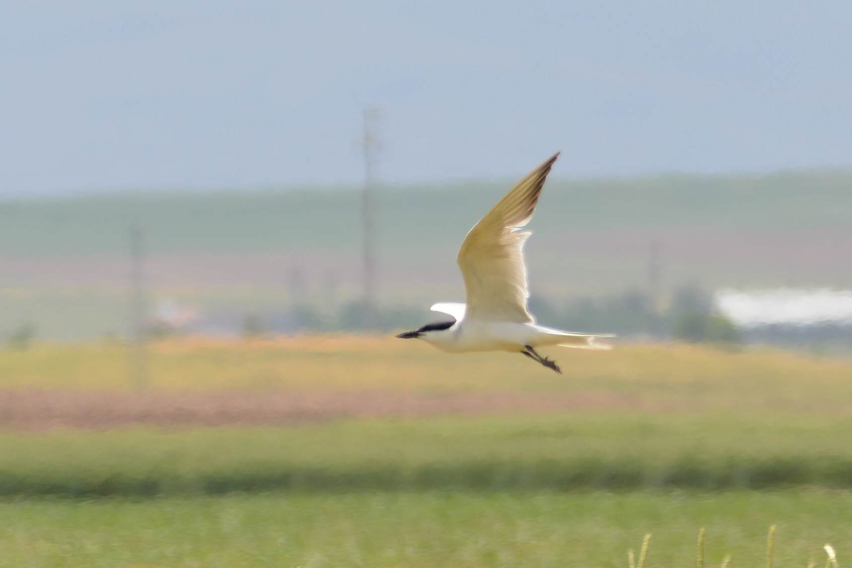 Gull-billed Tern