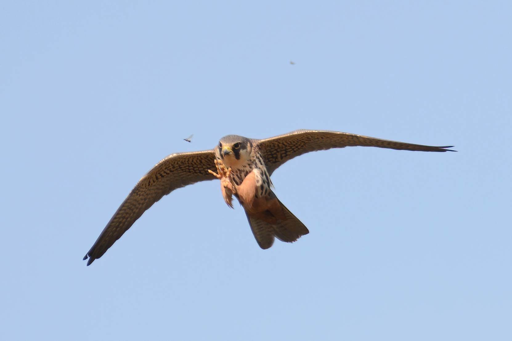 Eurasian Hobby