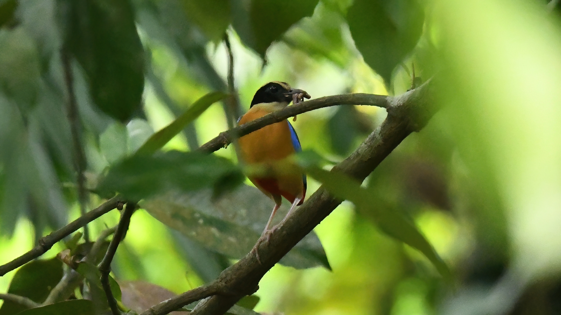 Blue-winged Pitta