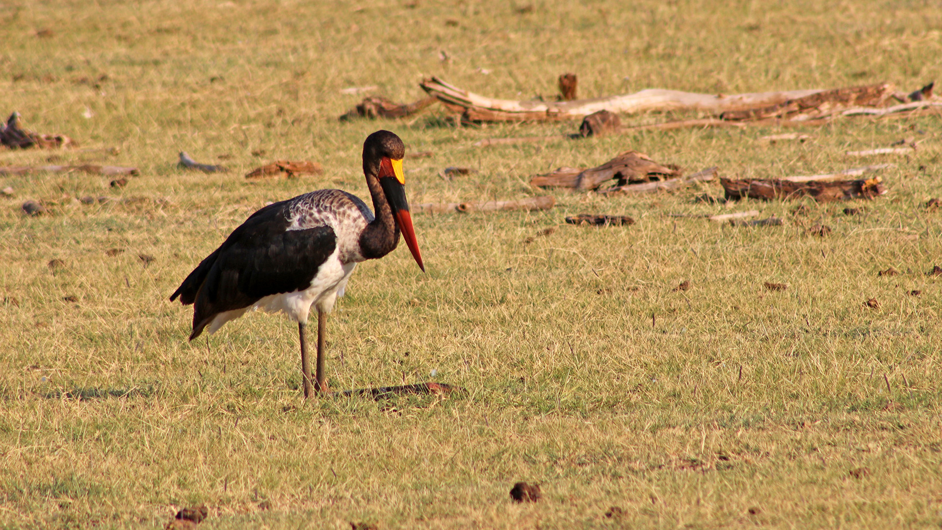 Saddle-billed Stork
