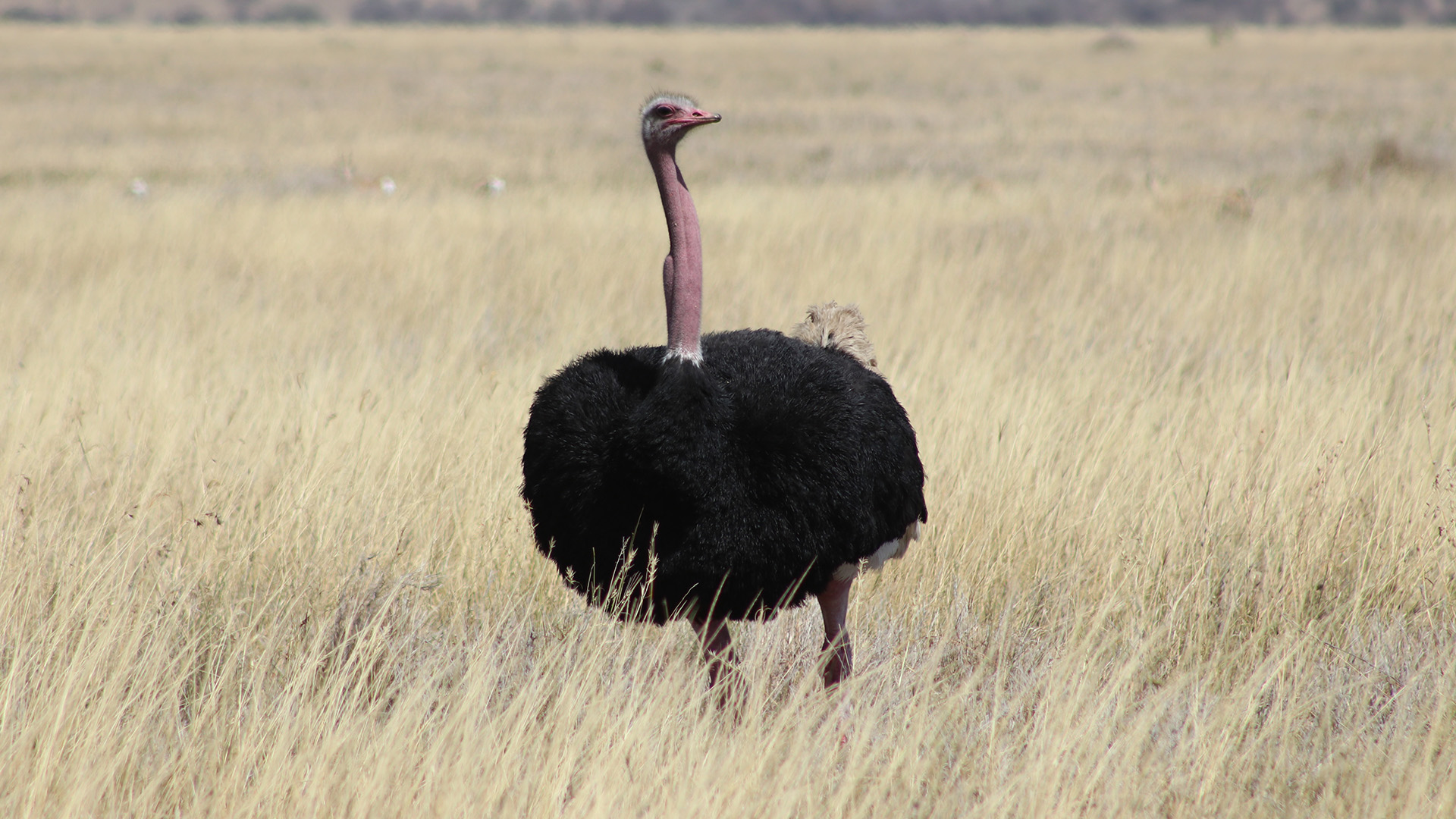 Common Ostrich