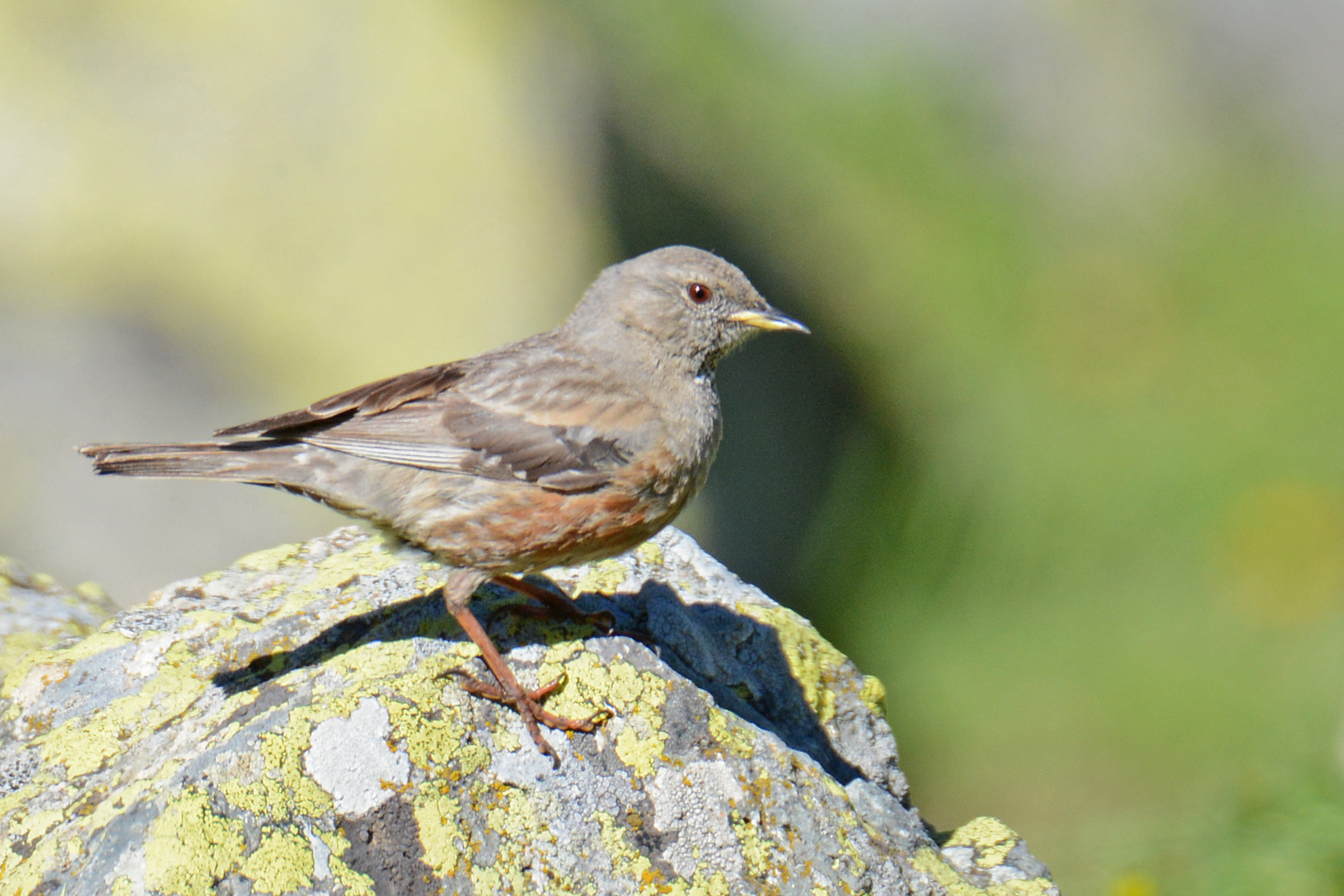 Alpine Accentor