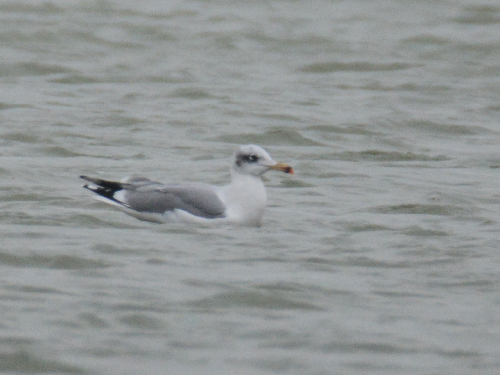 Pallas's Gull