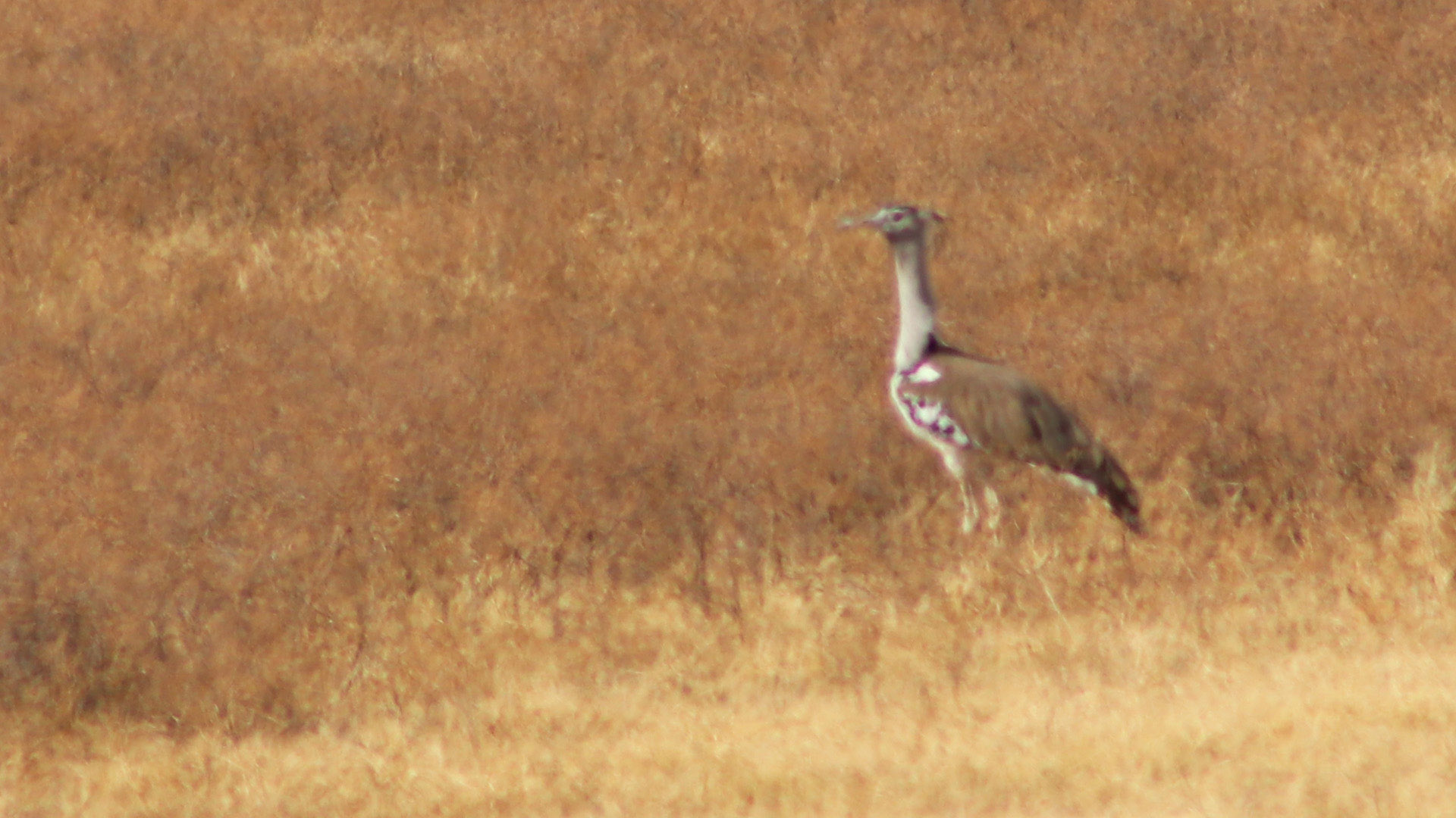 Kori Bustard