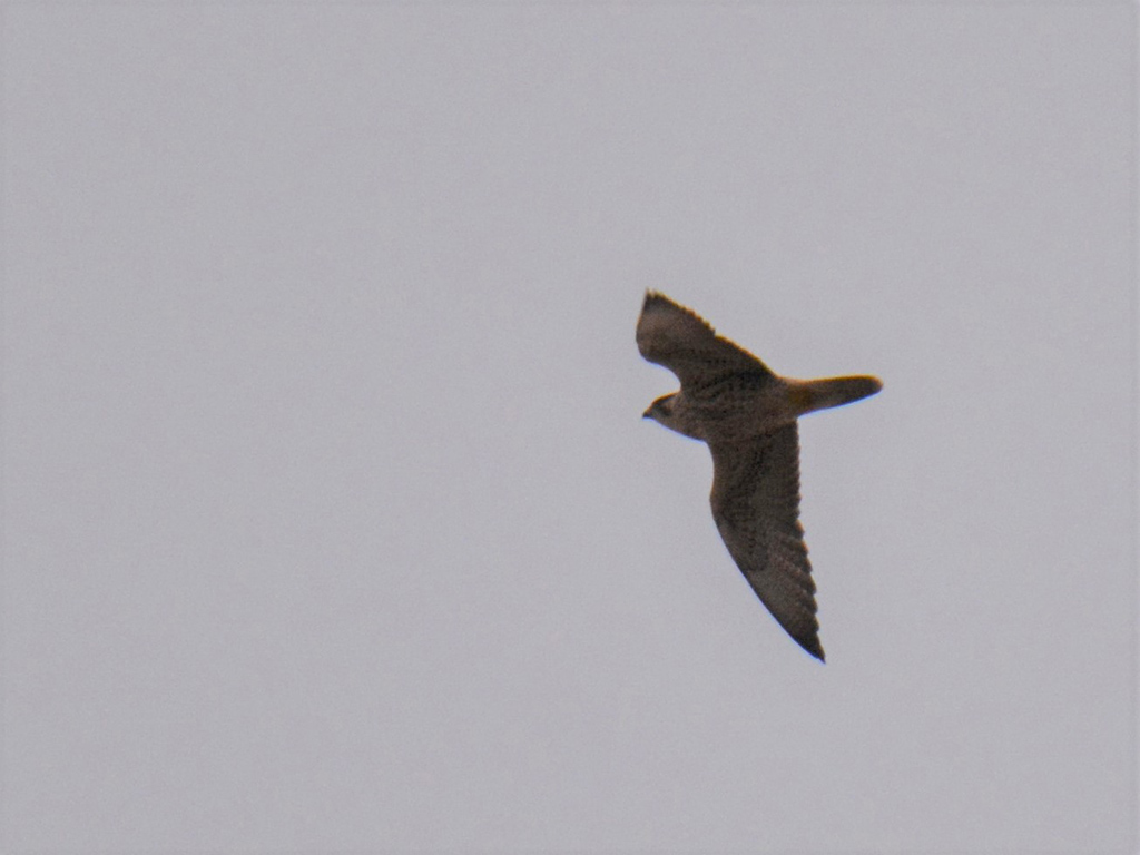 Lanner Falcon