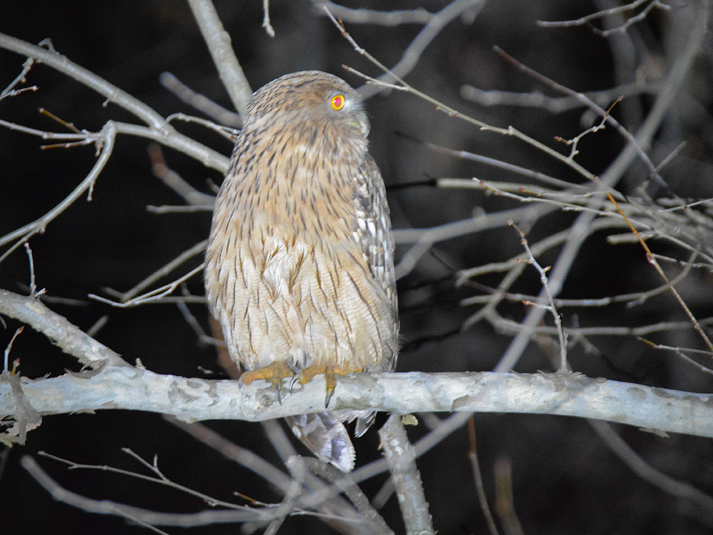 Brown Fish-Owl