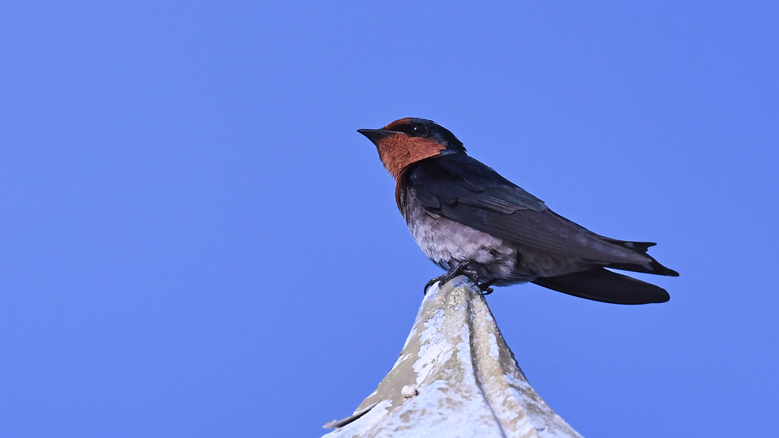 Pacific Swallow