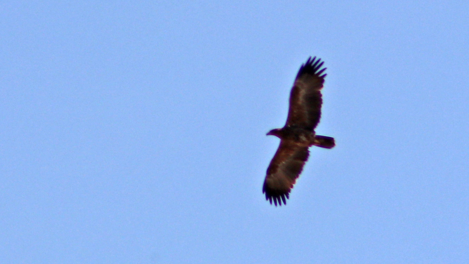 Tawny Eagle