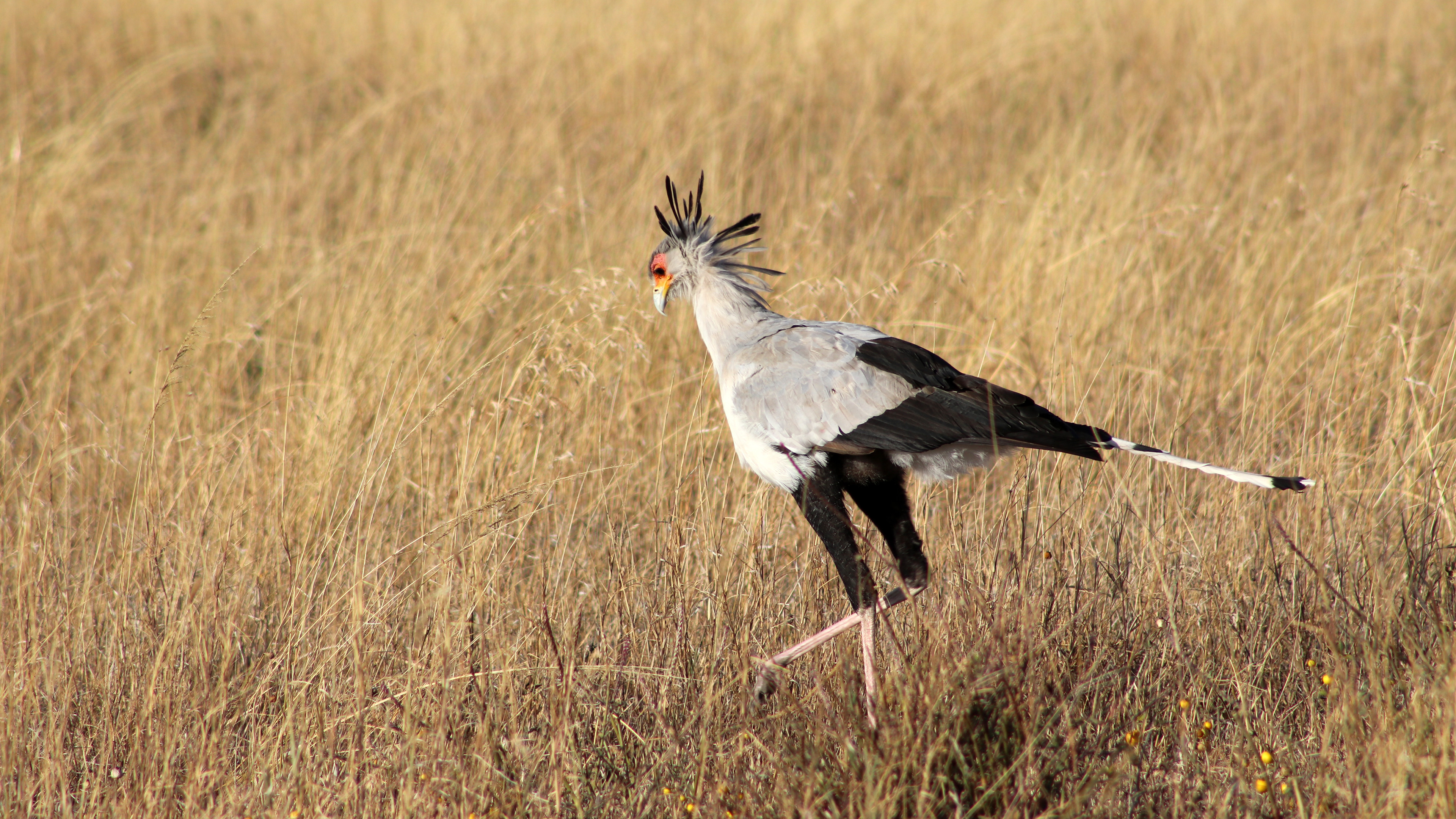 Secretarybird