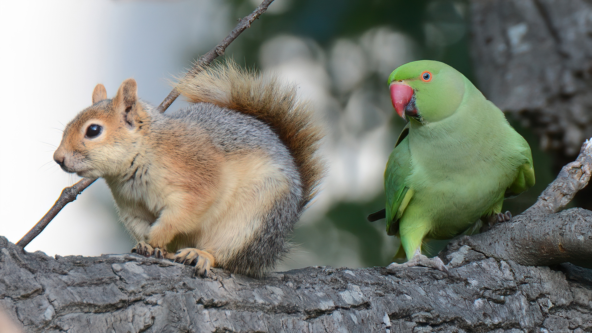 Rose-ringed Parakeet