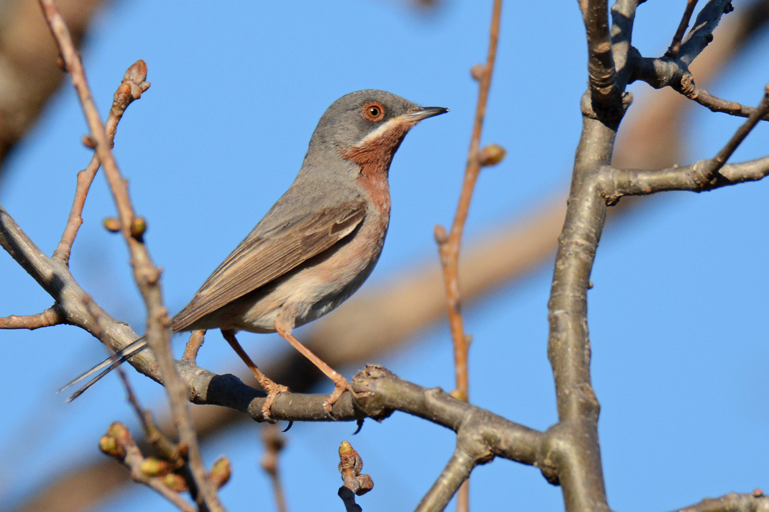 Subalpine Warbler — Ana fotoğraf