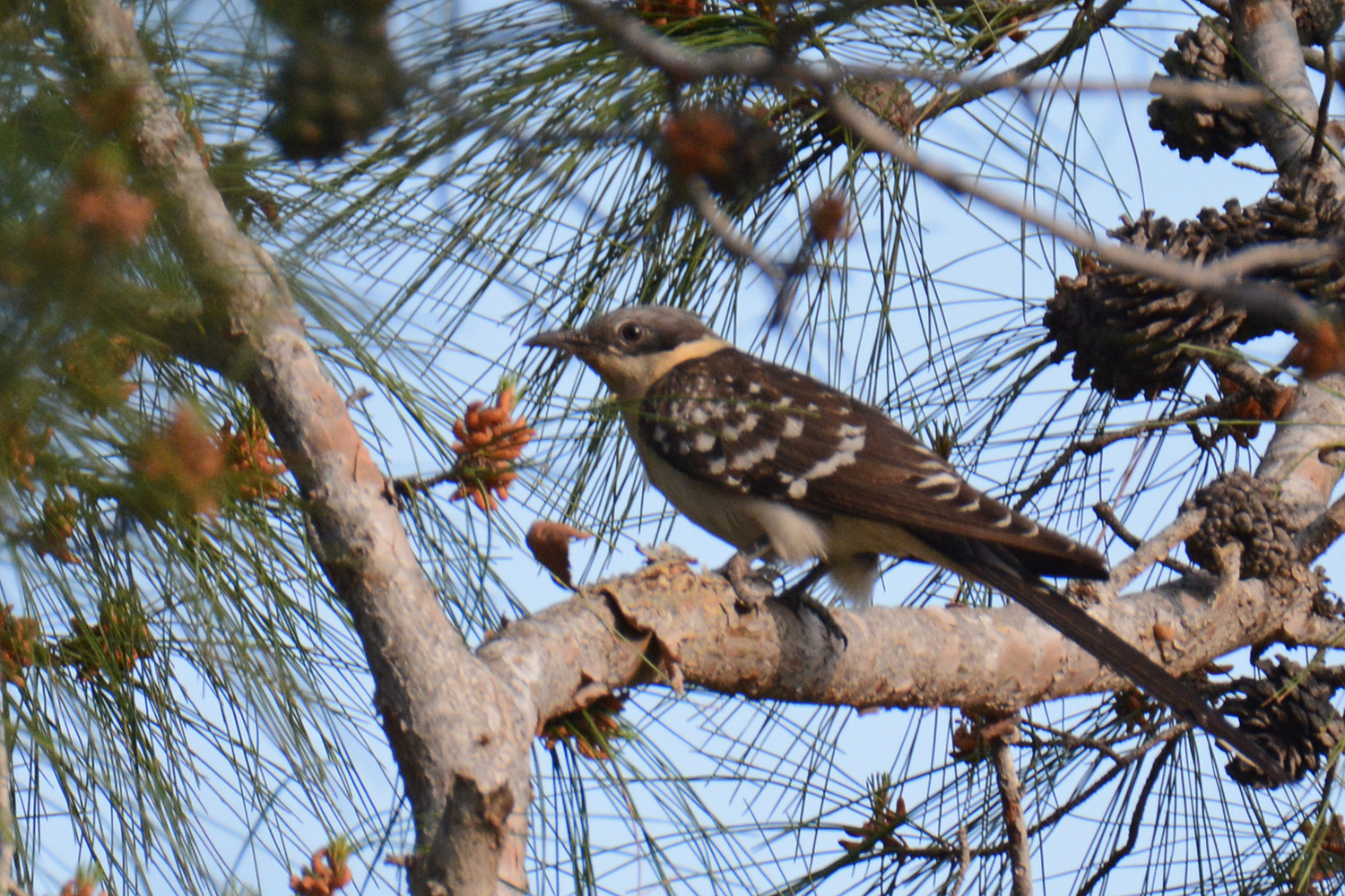 Great Spotted Cuckoo