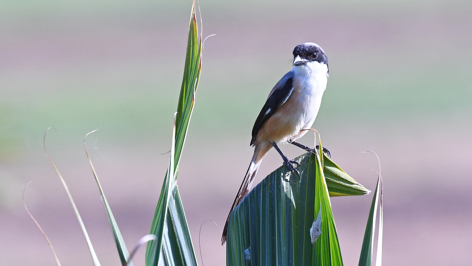 Long-tailed Shrike