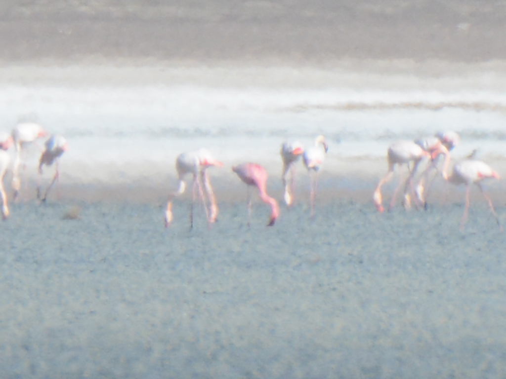 Lesser Flamingo