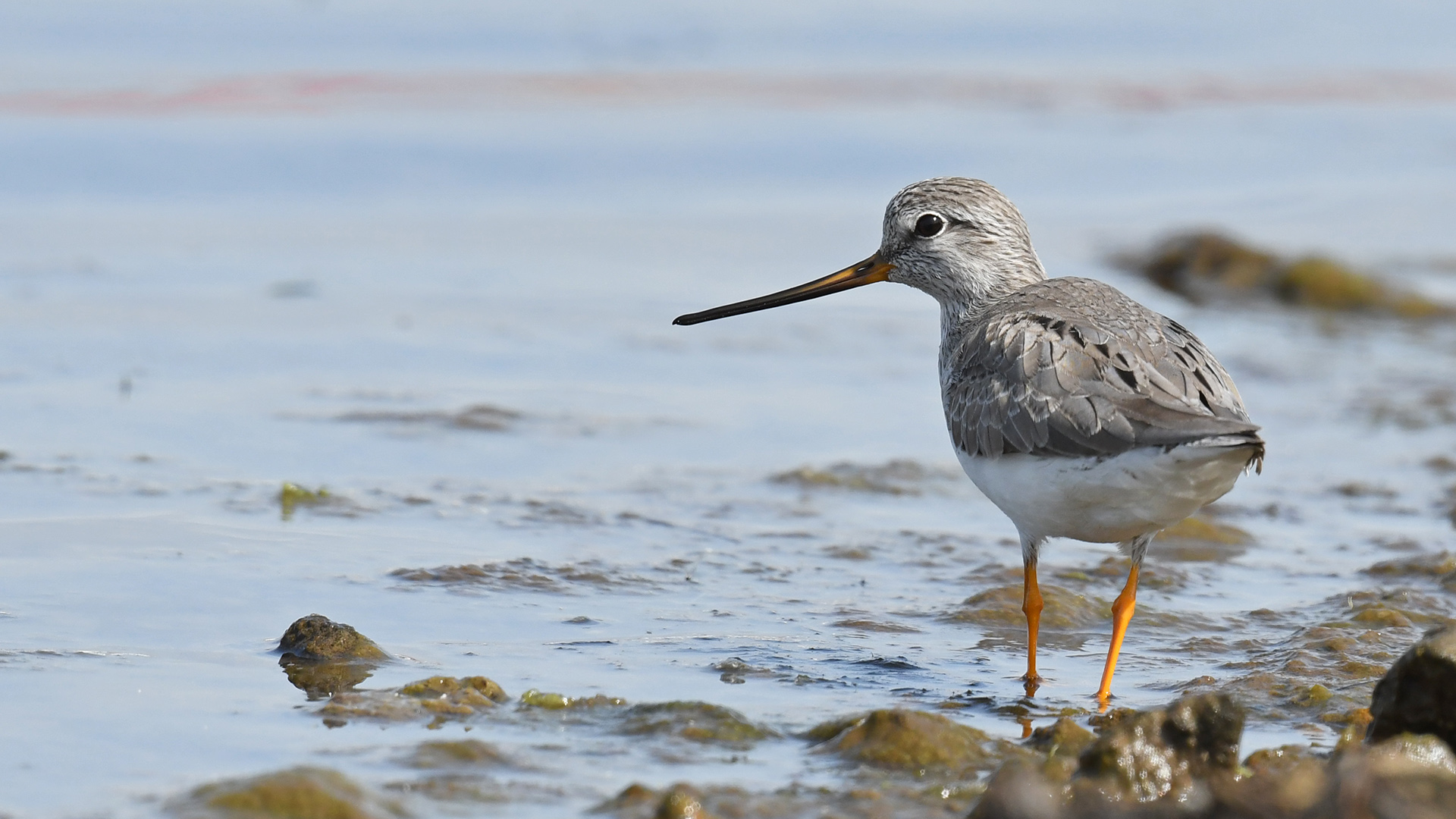 Terek Sandpiper
