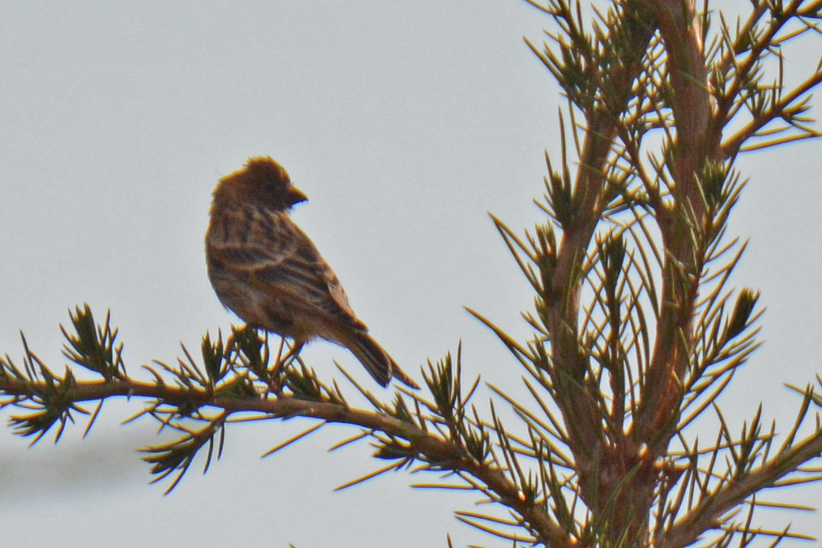 Fire-fronted Serin