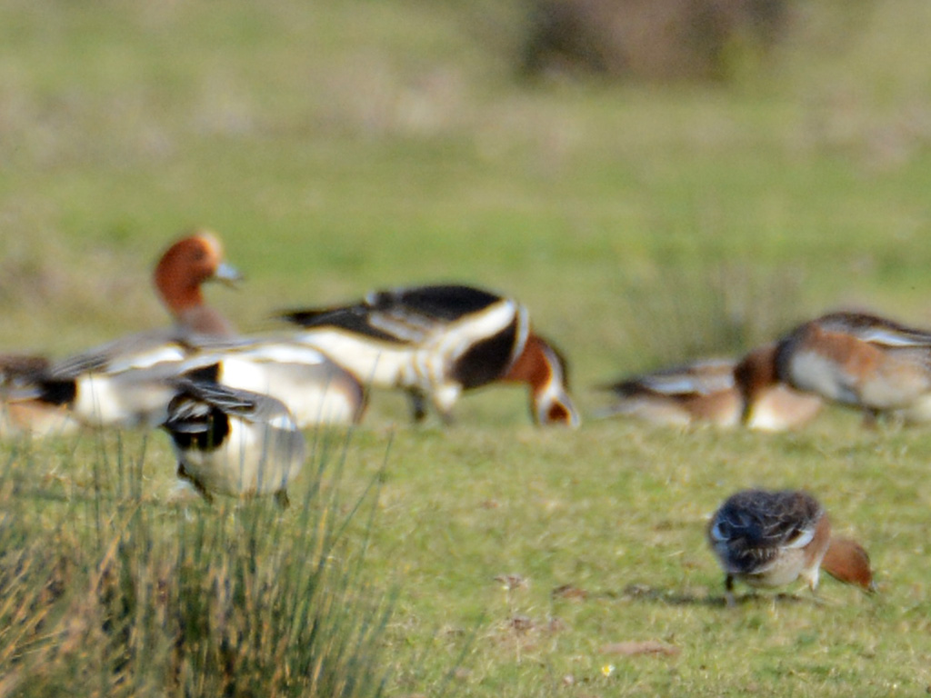 Red-breasted Goose