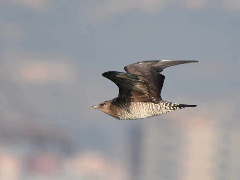 Pomarine Jaeger