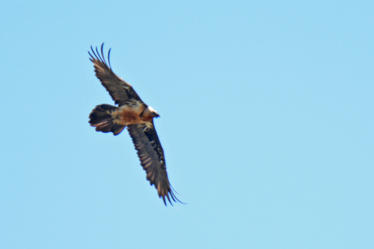 Bearded Vulture