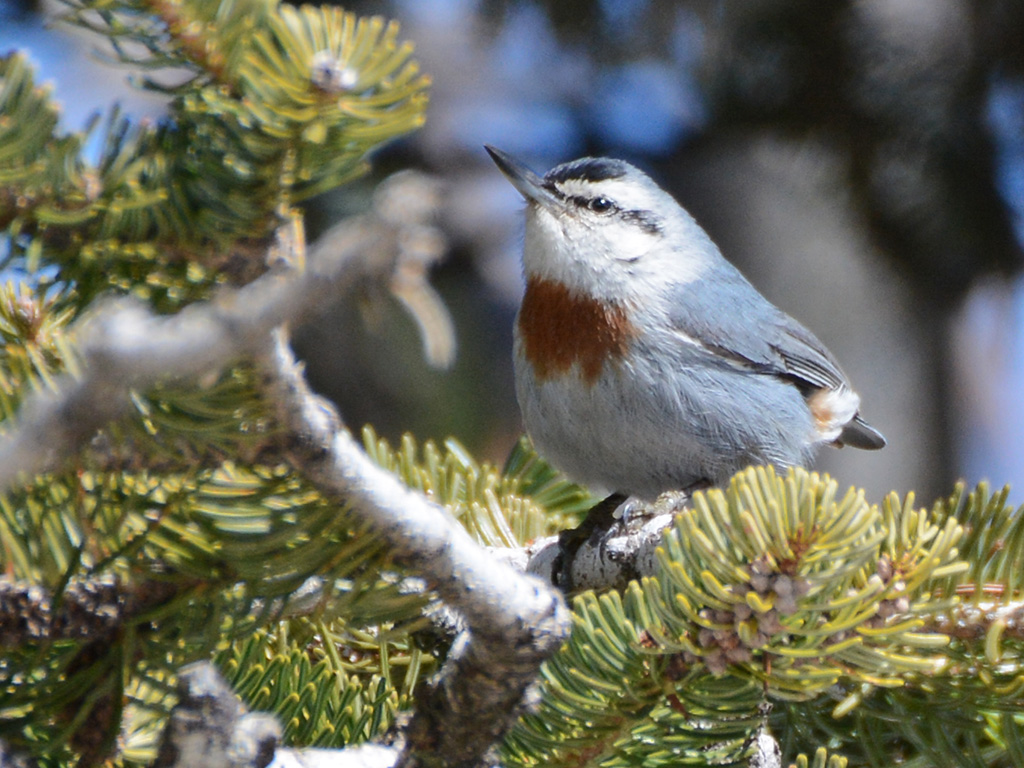 Krüper's Nuthatch