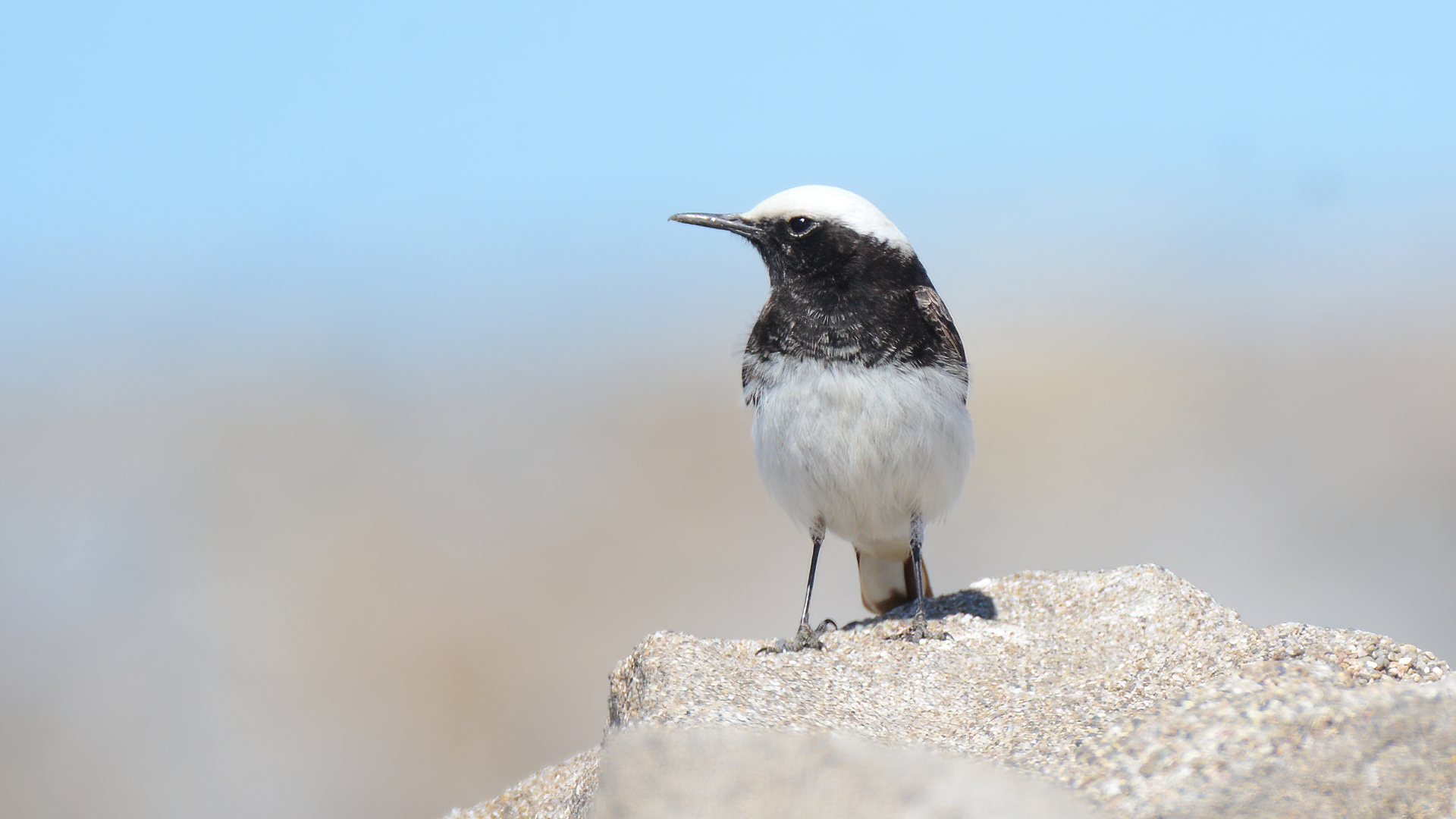 Hooded Wheatear