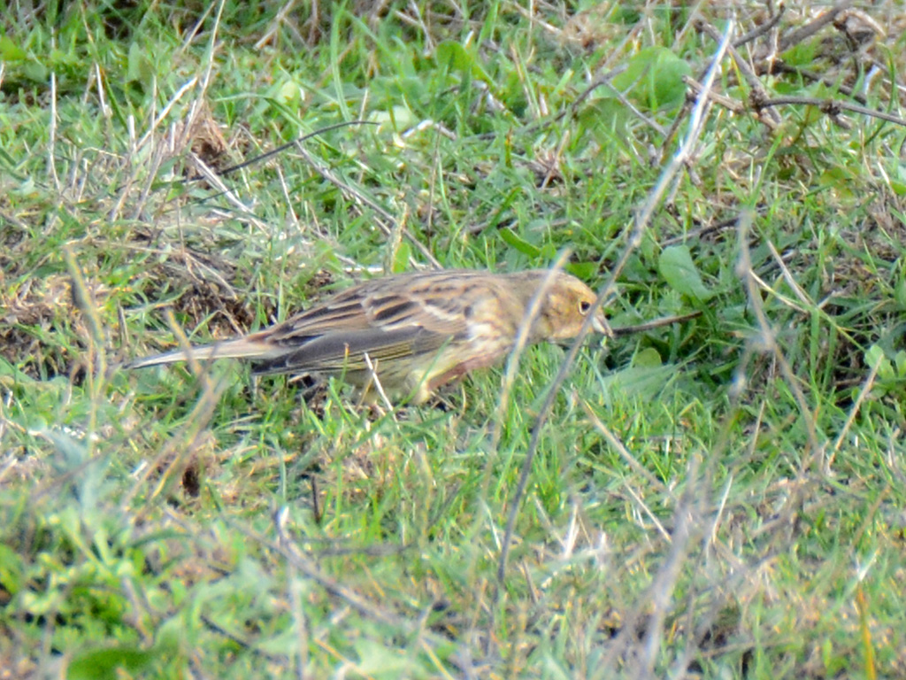 Yellowhammer
