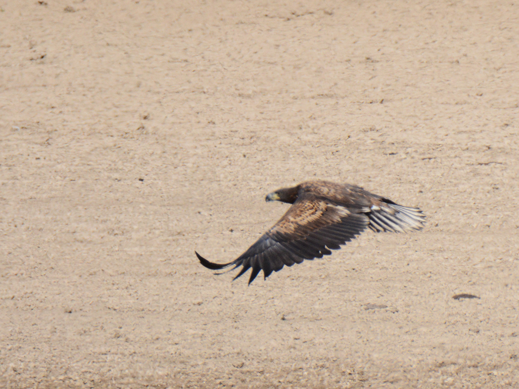 White-tailed Eagle