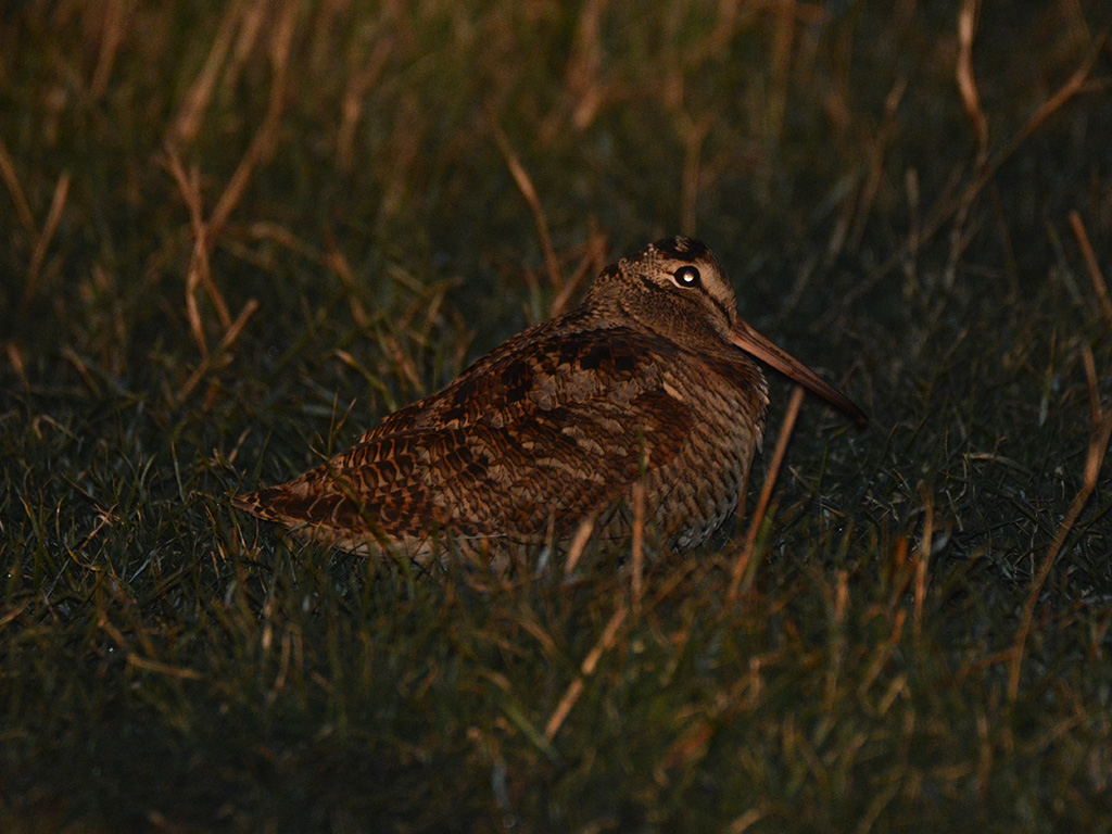 Eurasian Woodcock