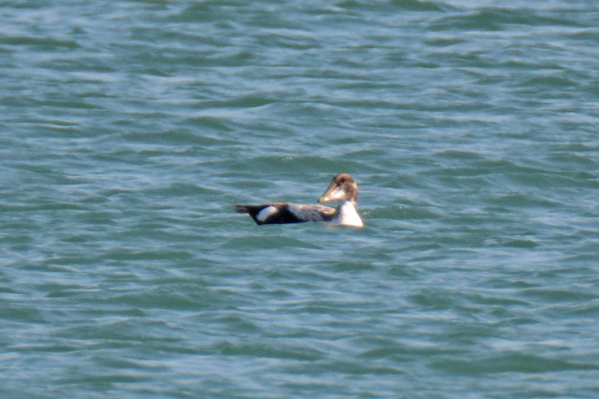 Common Eider