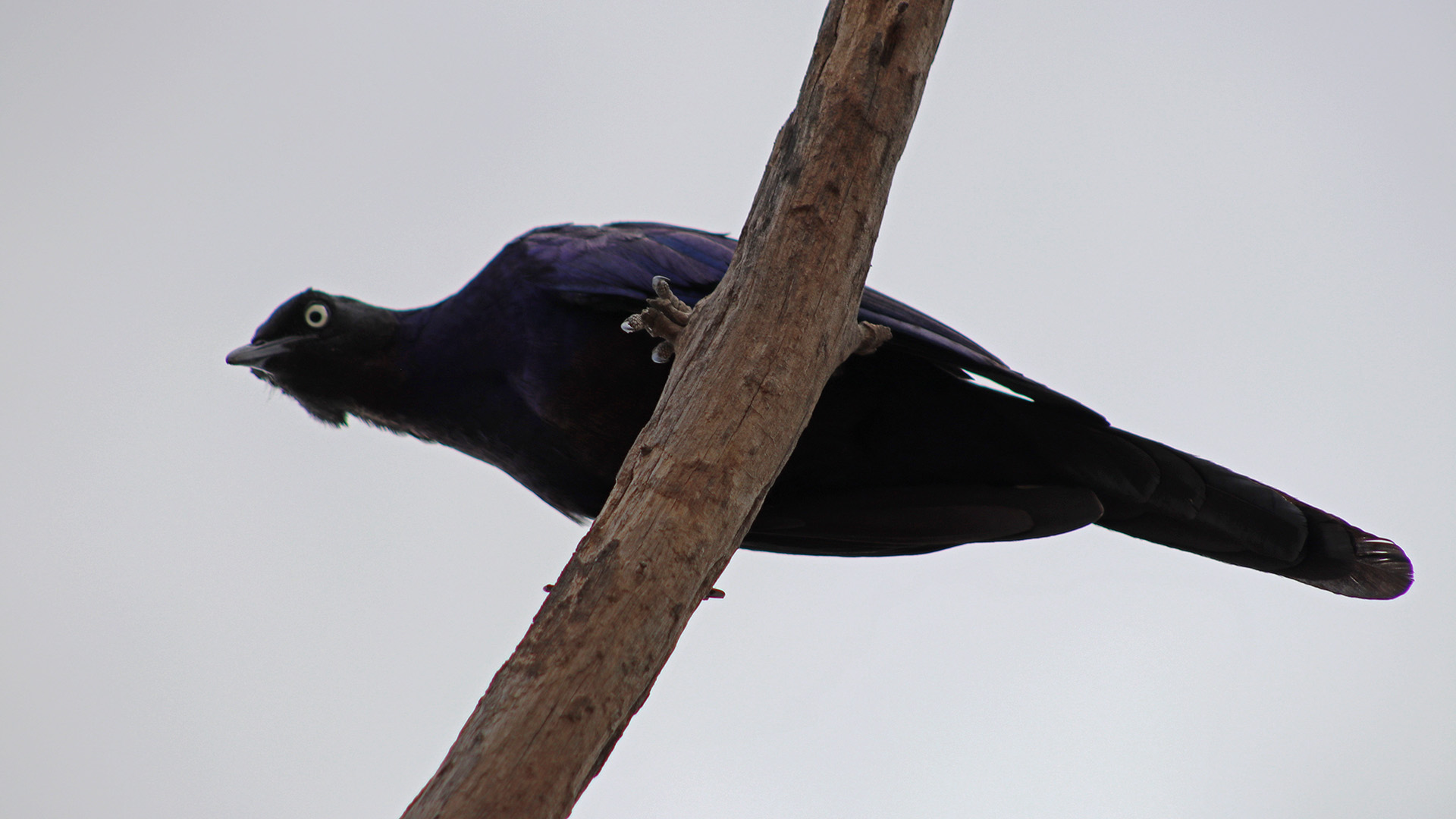 Rüppell's Starling