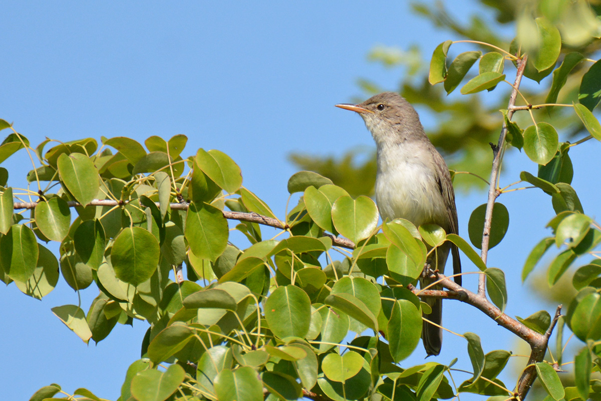 Olive-tree Warbler