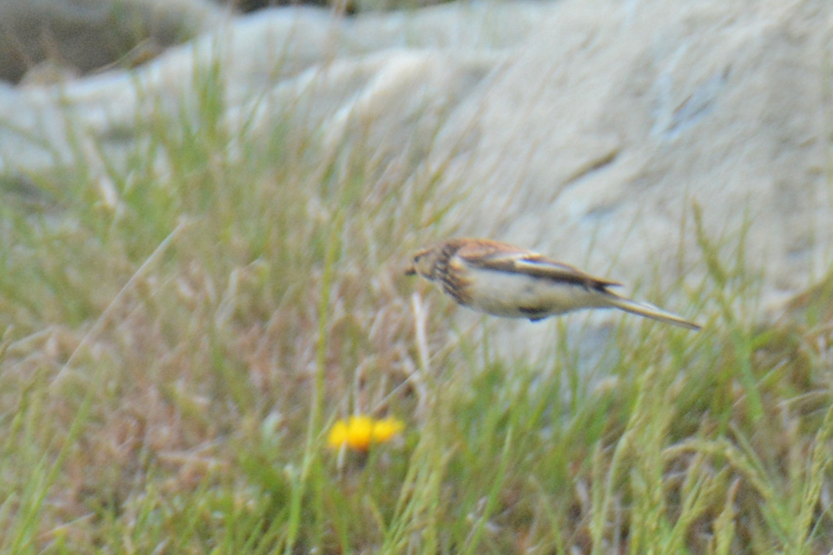 Twite