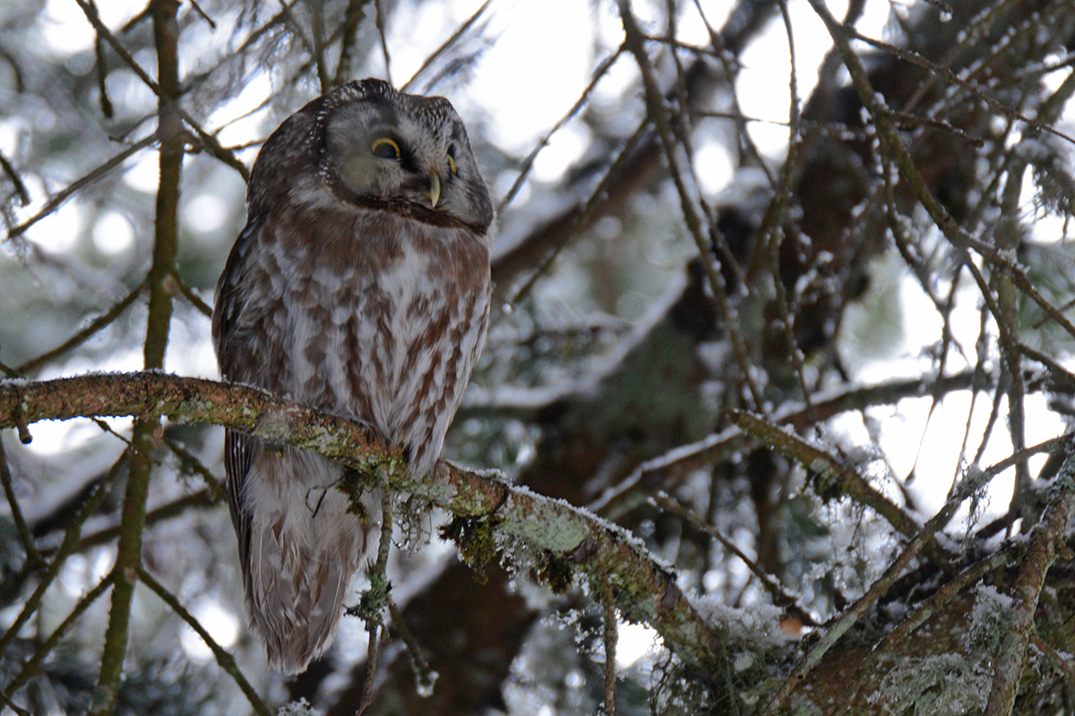 Boreal Owl