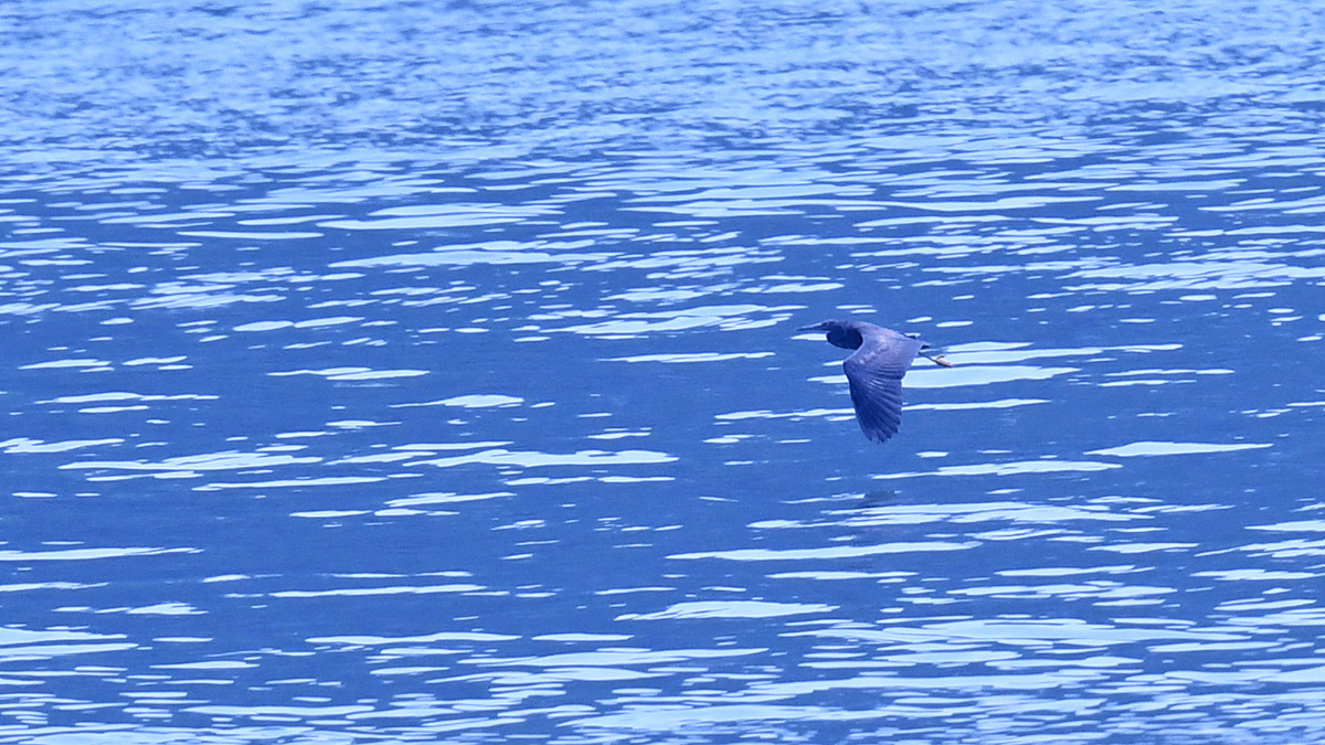 Pacific Reef-Heron