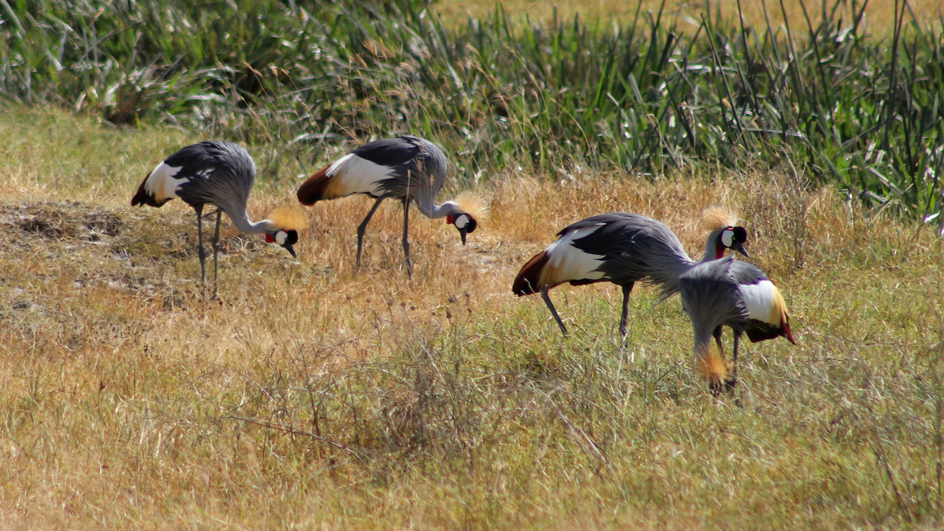 Gray Crowned-Crane