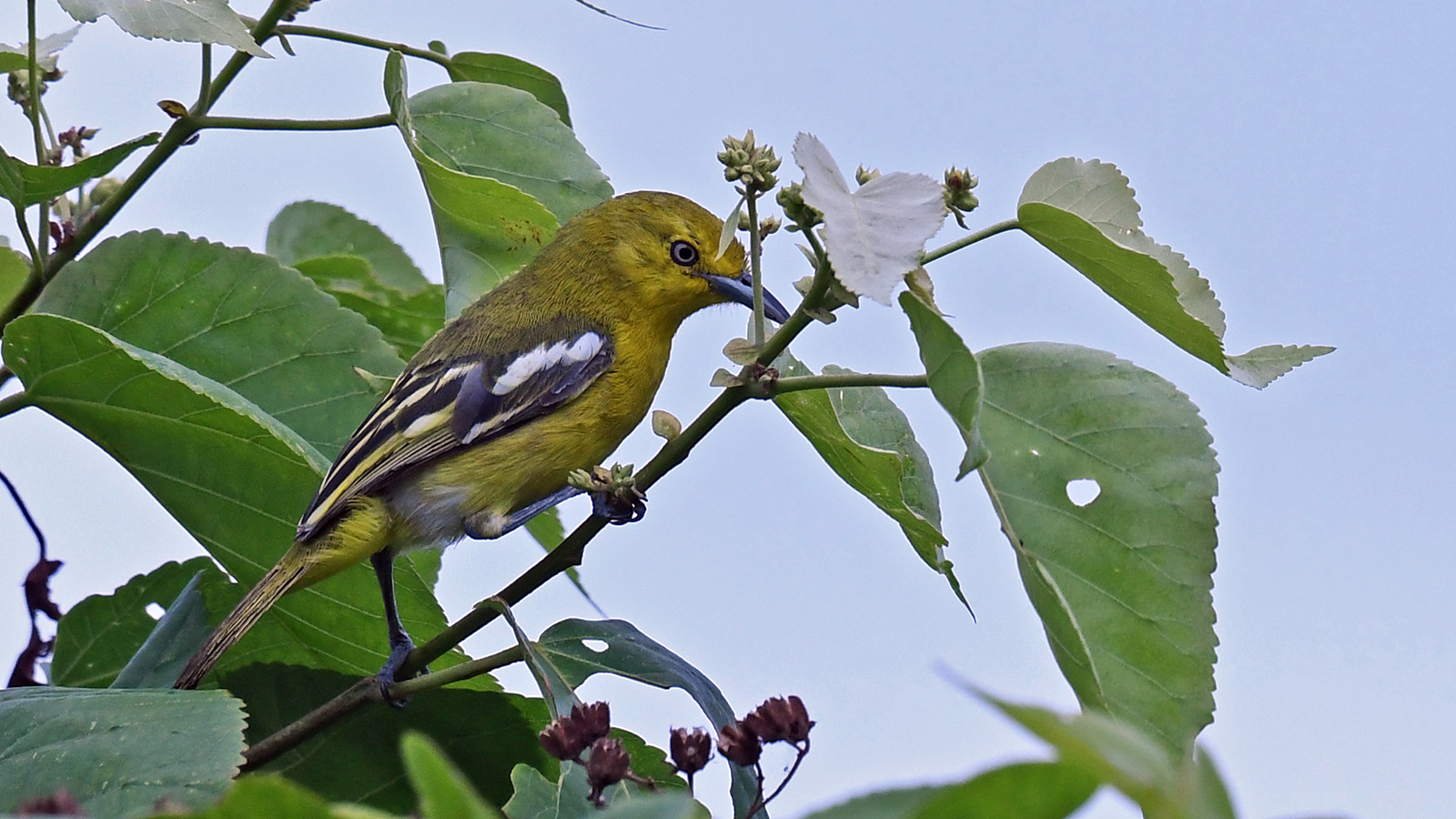 Common Iora